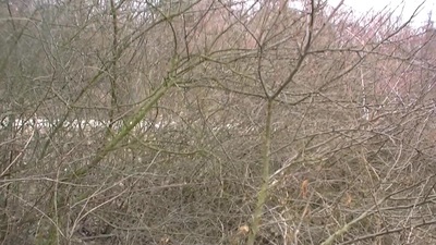 This isn't the dusting 'The Field be required of Dreams',